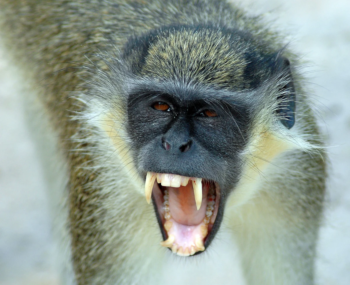 W Komsomolsku nad Amurem, zamieszkanym przez ok. 250 tys. osób mieście w Kraju Chabarowskim na dalekim wschodzie Rosji, trzymany w mieszkaniu koczkodan wydostał się na ulicę. Wcześniej napił się alkoholu ze stołu swoich właścicieli. Pokąsał pięć osób - poinformował portal Russian Traveller.