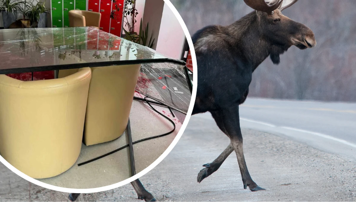 Do bardzo nietypowej sytuacji doszło w czwartek w Krakowie. Do liceum przy ul. Ślusarskiej przez okno wskoczył łoś. Dzikie zwierzę rozbiło szybę, której odłamki zraniły 50-letniego mężczyznę. Poszkodowany trafił do szpitala z urazem głowy i ręki – donosi reporterka RMF FM Agata Nurek.