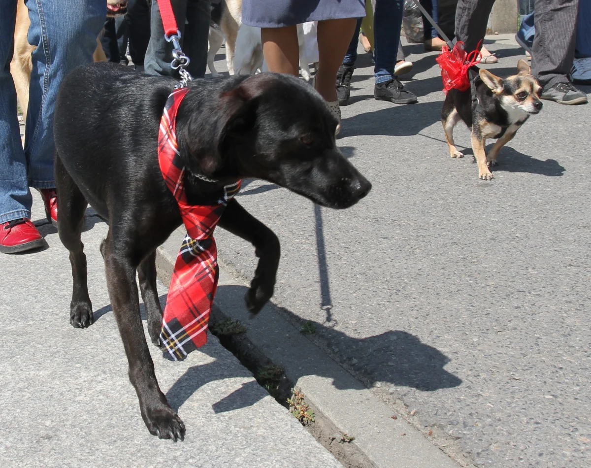 Psy, koty, a nawet papugi. W Krakowie w sobotę miłośnicy zwierząt przejdą w 14. Marszu Azylanta. Wydarzenie jest organizowane na pamiątkę masowej adopcji w 2010 roku. Wtedy - po ogromnej powodzi, która dotknęła Małopolskę - mieszkańcy regionu przyjęli pod swój dach 600 psów i kotów ze schroniska.