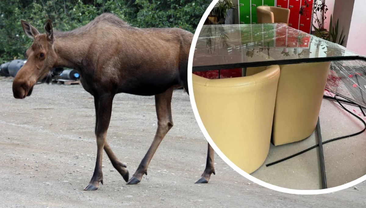 Ani służby, ani urzędnicy nie mieli wcześniej sygnałów, że po Zabłociu wędruje łoś - ustaliła reporterka RMF FM Agata Nurek. W czwartek do liceum przy ul. Ślusarskiej w Krakowie zwierzę wskoczyło przez okno, ranny został mężczyzna. Łoś nie przeżył.