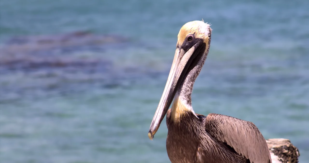  Setki wychudzonych pelikanów na plażach. Mają anemię i niedowagę