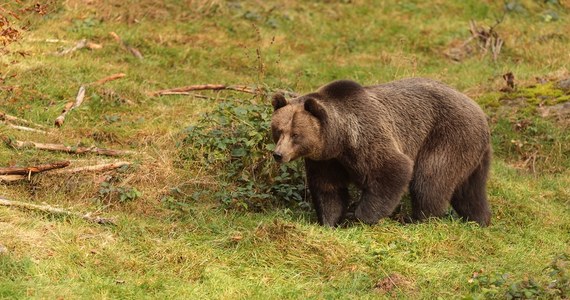 W nocy z piątku na sobotę na ulicach małopolskiego Jordanowa zaobserwowano niedźwiedzia. Władze zaapelowały do mieszkańców o zachowanie rozwagi i szczególnej ostrożności.