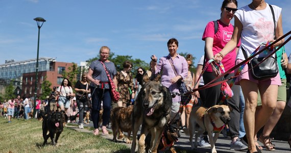 Na Bulwarach Wiślanych w Krakowie odbył się już XIV Marsz Azylanta. Wydarzenie promuje adopcję zwierząt ze schroniska. 
