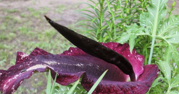 W ogrodzie Zamku w Łańcucie po raz pierwszy zakwitła smocza lilia. Czerwono-purpurowy kwiat ma metr wysokości i wydziela zapach zgniłego mięsa.