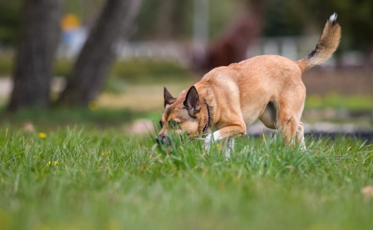 Preparat do zwalczania ślimaków, haczyki wędkarskie i szpilki - takimi "niespodziankami" faszerował kiełbasę mężczyzna podejrzany o trucie psów w Szczecinie. Policjanci, którzy od kilku miesięcy dostawali niepokojące zgłoszenia od właścicieli czworonogów, zatrzymali 39-latka.       