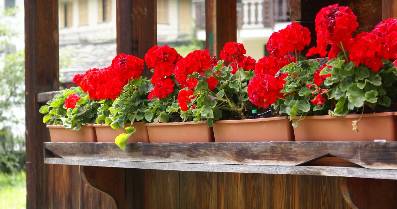  Stare zasady uprawy pelargonii. Balkon będzie ukwiecony jak nigdy dotąd