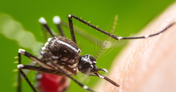 Od 2019 roku na całym świecie uwolniono już do środowiska ponad 1 mld zmodyfikowanych genetycznie komarów. Są one przeznaczone do walki z malarią.