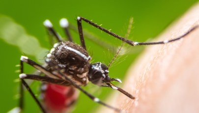 Naukowcy wyhodowali komary GMO 