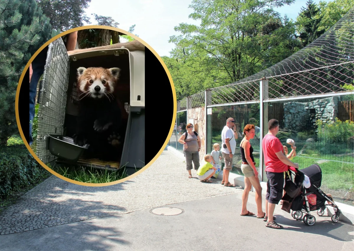 Samiec pandy małej o imieniu Bernie zamieszkał we wrocławskim Ogrodzie Zoologicznym. Urodził się niemal rok temu w Fota Wildlife Park niedaleko Cork w Irlandii. Urokliwy zwierzak dzieli wybieg z samicą tego gatunku, pięcioletnią Lian. Waży ponad pięć kilogramów i - jak podkreślają pracownicy zoo - jest duży, jak na swój wiek.