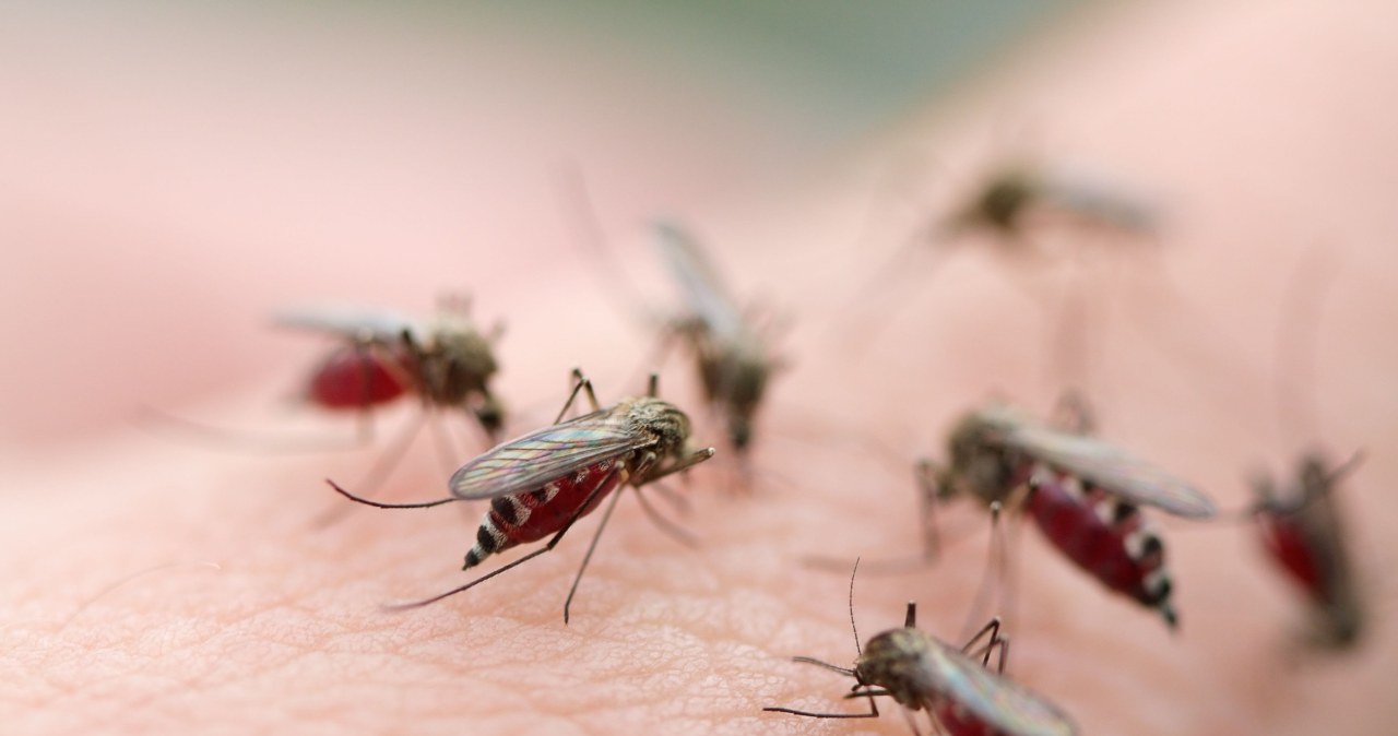 Naukowy znaleźli słabości pasożytów wywołujących malarię. Będą nowe leki