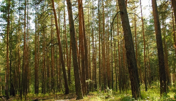 Burze lasom nie pomogły. Wkrótce jednak sytuacja się zmieni