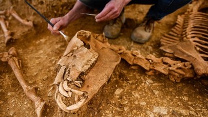 "Niezwykłe i tajemnicze". Odnaleziono szczątki koni pochowanych 2 tys. lat temu