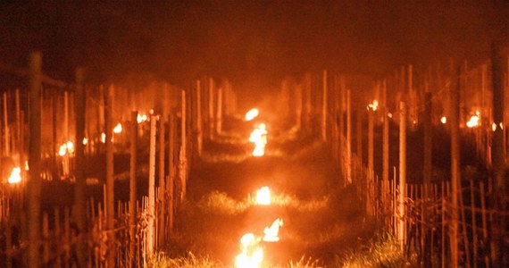 Mróz, który pojawił się na Dolnym Śląsku pod koniec kwietnia, zniszczył młode pędy winogron. Nie pomogło rozpalanie ognisk, bo temperatura w niektórych miejscach spadła do minus 8 st. C. Winiarze szacują, że wymarzło nawet 85 proc. roślin. 
