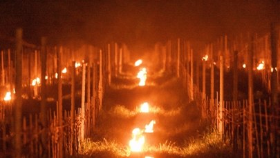 ​Winiarze z Dolnego Śląska: Zbiory mogą być nawet o 85 proc. niższe