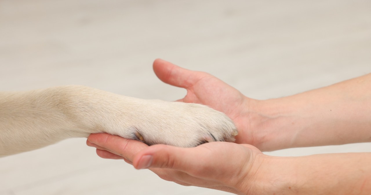 Historia Eurazji oczami... psów. Nowe badania ujawniają zaskakujące fakty