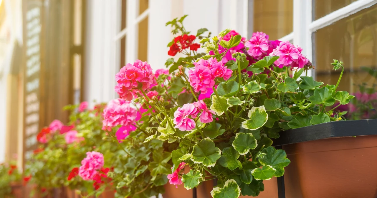  Stare zasady uprawy pelargonii. Balkon będzie ukwiecony jak nigdy dotąd