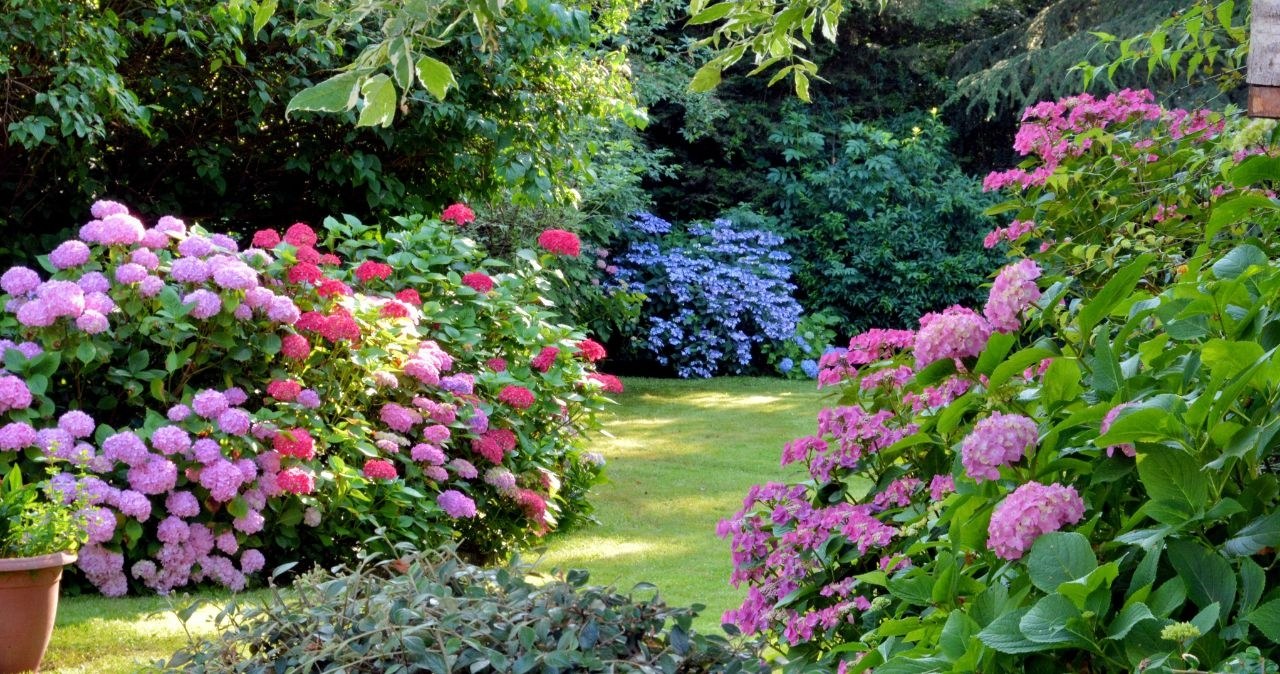 Te kwiaty wysiej w marcu. Sprawią, iż ogród latem będzie pełen kolorów