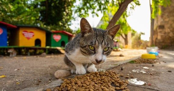 Ponad sto psów i kotów czeka na adopcję w Schronisku dla Bezdomnych Zwierząt w Dyminach koło Kielc. Przed wakacjami do takich placówek trafia jeszcze więcej zwierząt niż zwykle.