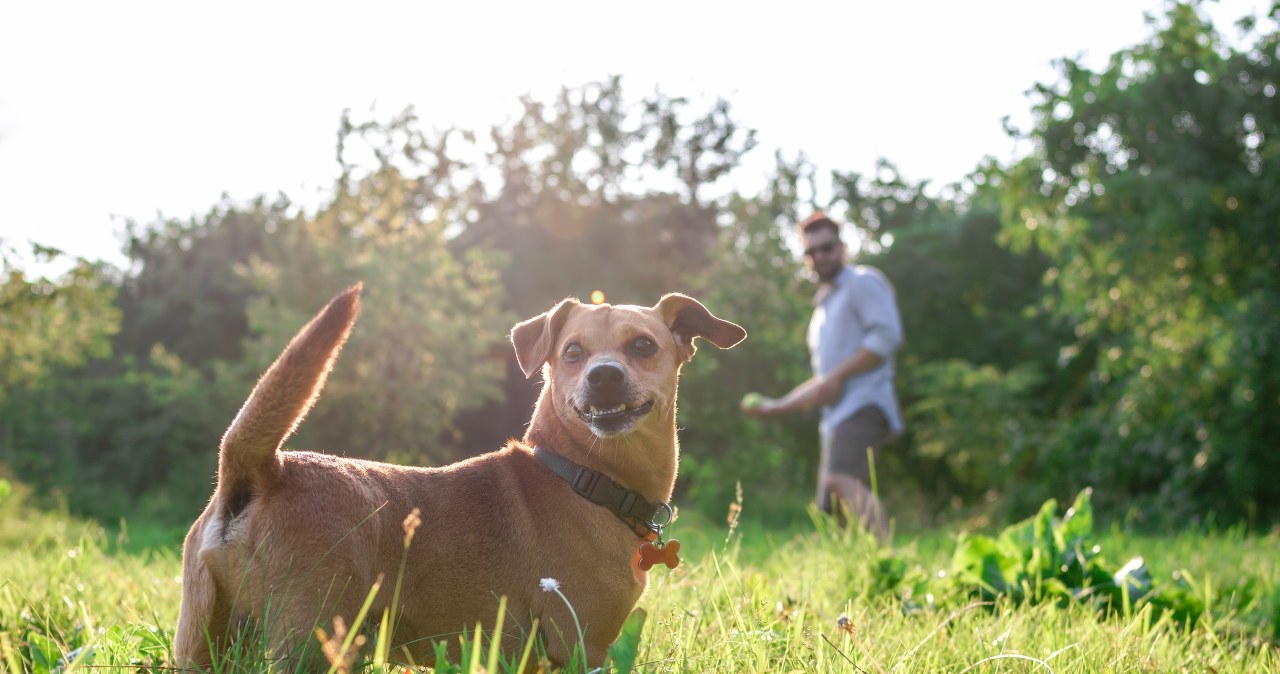 Dlaczego pies długo szuka miejsca do wypróżnienia? Oto przyczyny