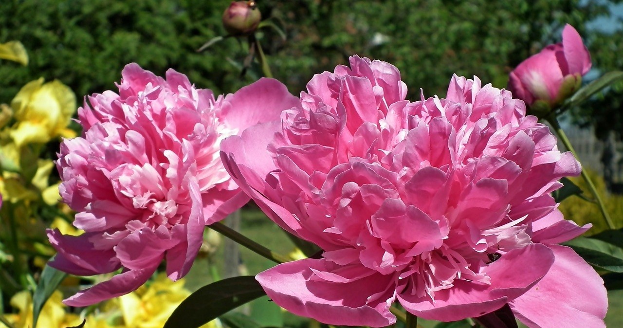 Nawozisz piwonie wiosną? Przez ten błąd nie urosną i nie będą kwitły