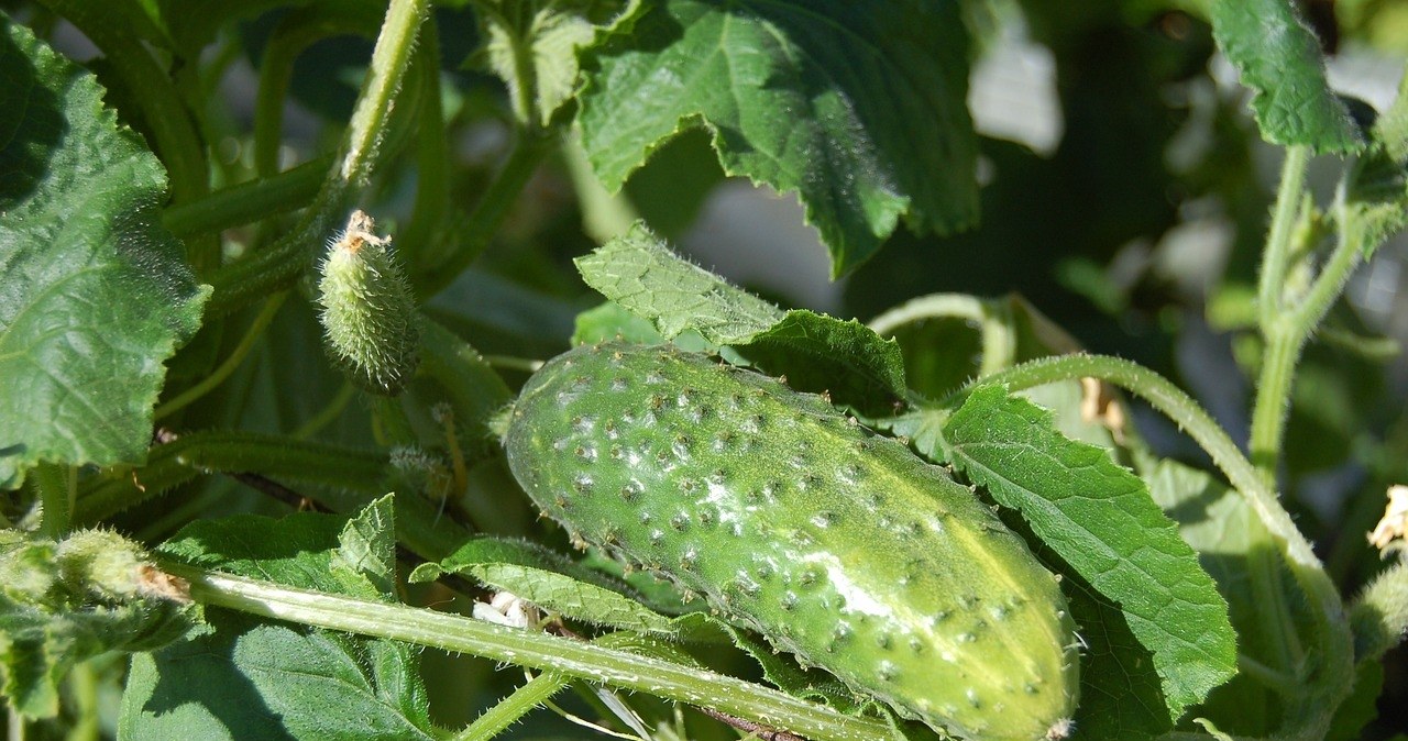 To nie żart. Zbliża się najlepszy moment na sadzenie ogórków. Nie przegap go