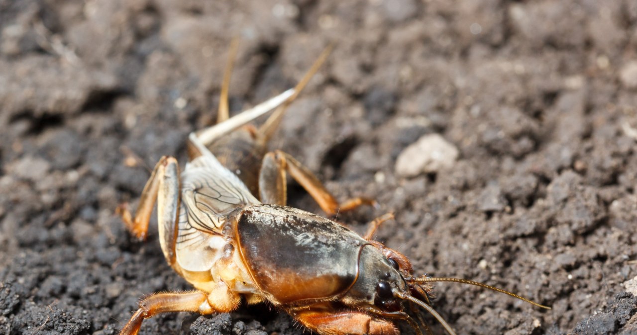 Wsyp to do nory turkucia podjadka. Wiosną już go nie zobaczysz