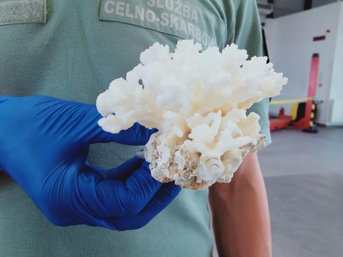 Funkcjonariusze podkarpackiej Krajowej Administracji Skarbowej udaremnili przemyt koralowca. Okaz należy do gatunków zagrożonych wyginięciem i objęty jest ochroną - poinformowała w poniedziałek rzeczniczka Izby Administracji Skarbowej w Rzeszowie podkom. Edyta Chabowska.