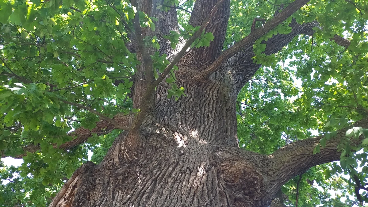 Rozpoczął się konkurs na najbardziej lubiane drzewo w Polsce. O wygranej zdecydują internauci. Głosowanie trwa przez cały czerwiec.  