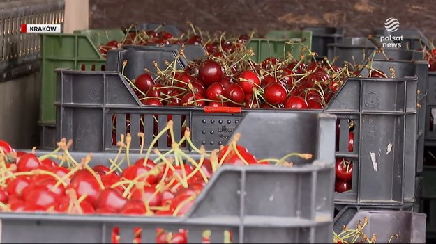 Trudno je rozpoznać, bo różnicy w wyglądzie nie ma żadnej. Za to niższa cena może być wskazówką, że to czereśnie z Rumunii i Węgier udają te z polskich drzew. Rolnicy mówią o oszustwie, rządzący nie mówią wiele, bo to kolejny kłopot z owocami z zagranicy.Materiał dla "Wydarzeń" przygotowała Teresa Gut.