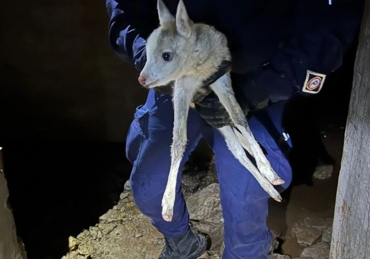Policjanci ze Świebodzina (Lubuskie) uratowali młodego daniela – ssaka z rodziny jeleniowatych, który wszedł do bunkra i nie potrafił z niego wyjść.
