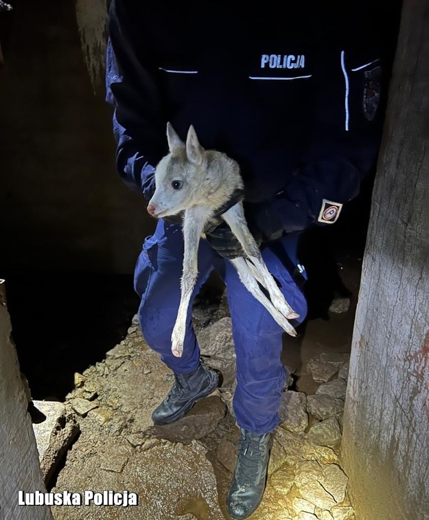 /Policja Świebodzin /