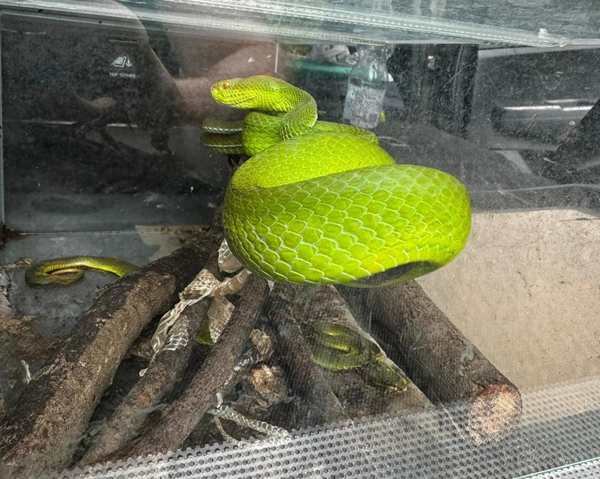 2 czerwca, podczas targów terrarystyczno-botanicznych Terra Animals w Krakowie, policja zatrzymała 54-latka podejrzanego o handel zwierzętami egzotycznymi. 