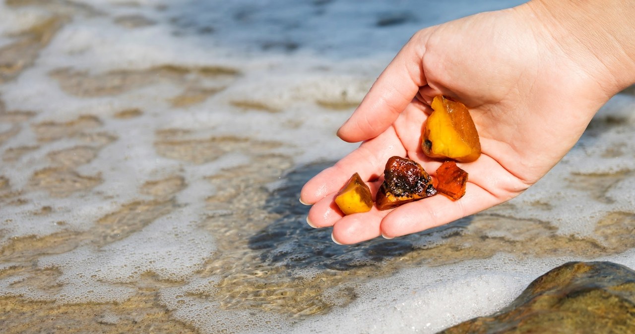 Złote żniwa nad Bałtykiem. Spacerowicze wracają z pełnymi wiadrami Złote żniwa nad Bałtykiem. Spacerowicze wracają z pełnymi wiadrami