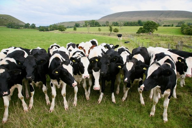 Muzyka dla krów. Obroża staje się pastuchem