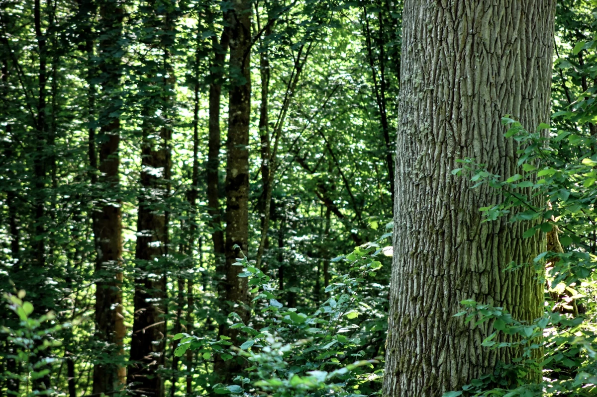 Rodzice martwego noworodka zakopali jego ciało w lesie, w peryferyjnej dzielnicy Bielska-Białej. Usłyszeli już zarzuty znieważenia zwłok. Wstępne ustalenia wskazują, że dziecko urodziło się martwe.
