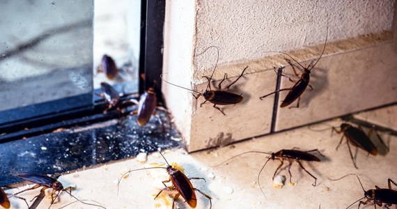 Doskwierającej od kilkunastu miesięcy Katalończykom suszy przybyła nowa plaga – groźnych dla ludzkiego zdrowia owadów, takich jak karaluchy, kleszcze wędrowne oraz komary tygrysie. 