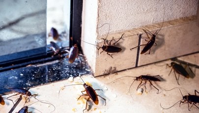 Karaluchy, kleszcze i komary tygrysie zmorą wakacji w Hiszpanii