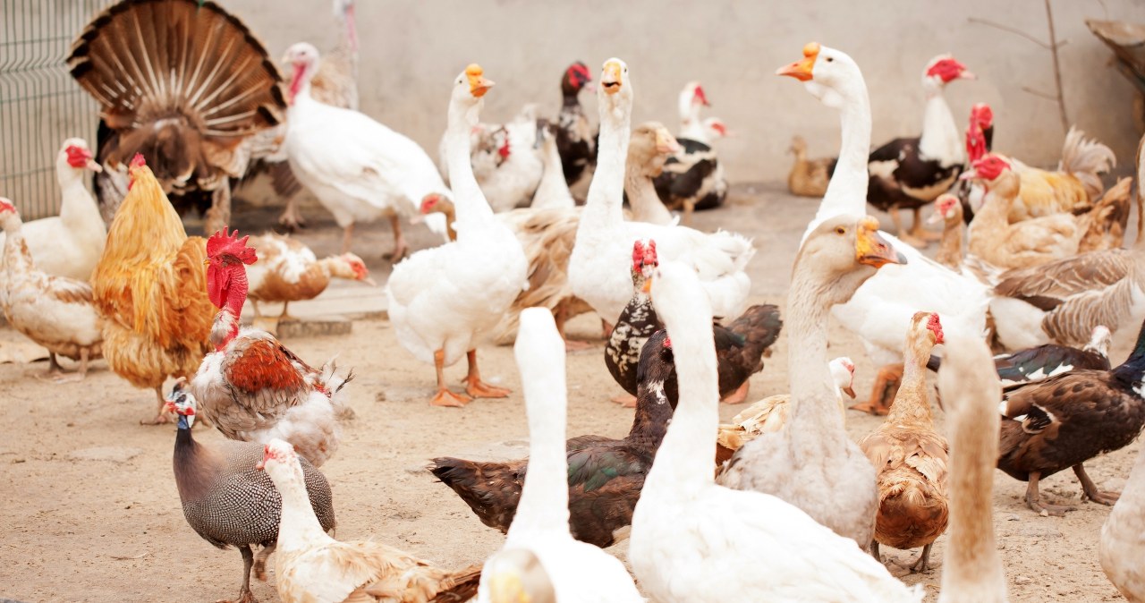 H9N2 dotarł do Europy. Czy grozi nam nowa epidemia?