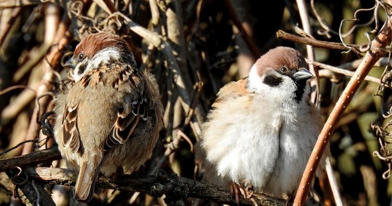 Zakażony wirusem H5N2 59-letni mężczyzna z Meksyku zmarł – poinformowała Światowa Organizacja Zdrowia. W komunikacie dodano, że to pierwszy potwierdzony laboratoryjnie przypadek zakażenia człowieka tym wirusem na świecie.