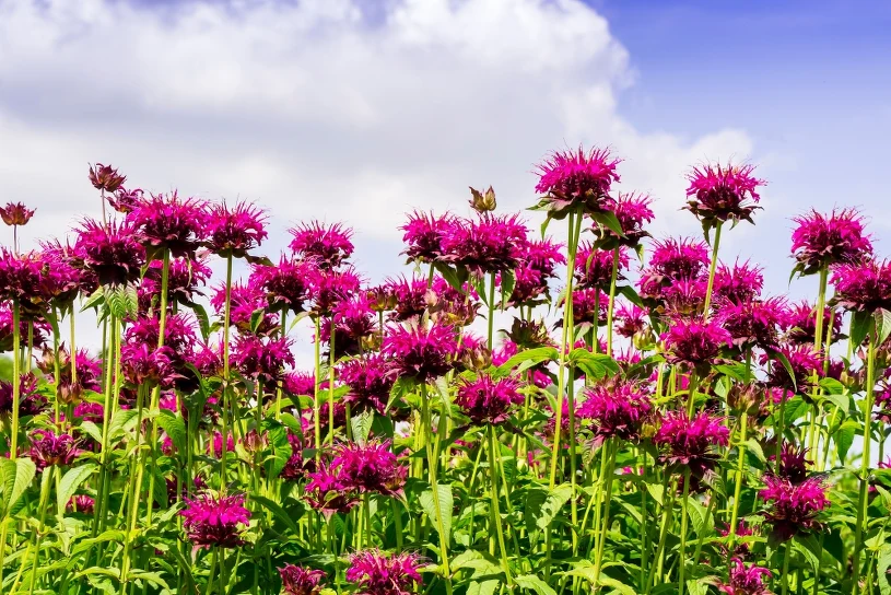 Kleszcze uciekają od tego zapachu. A roślina zdobi ogród całe lato