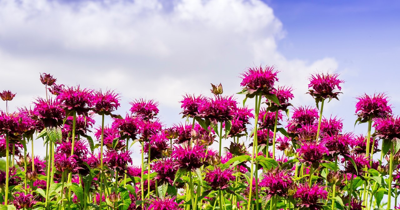 Skuteczna tarcza przed kleszczami. Posadź w kwietniu w ogrodzie