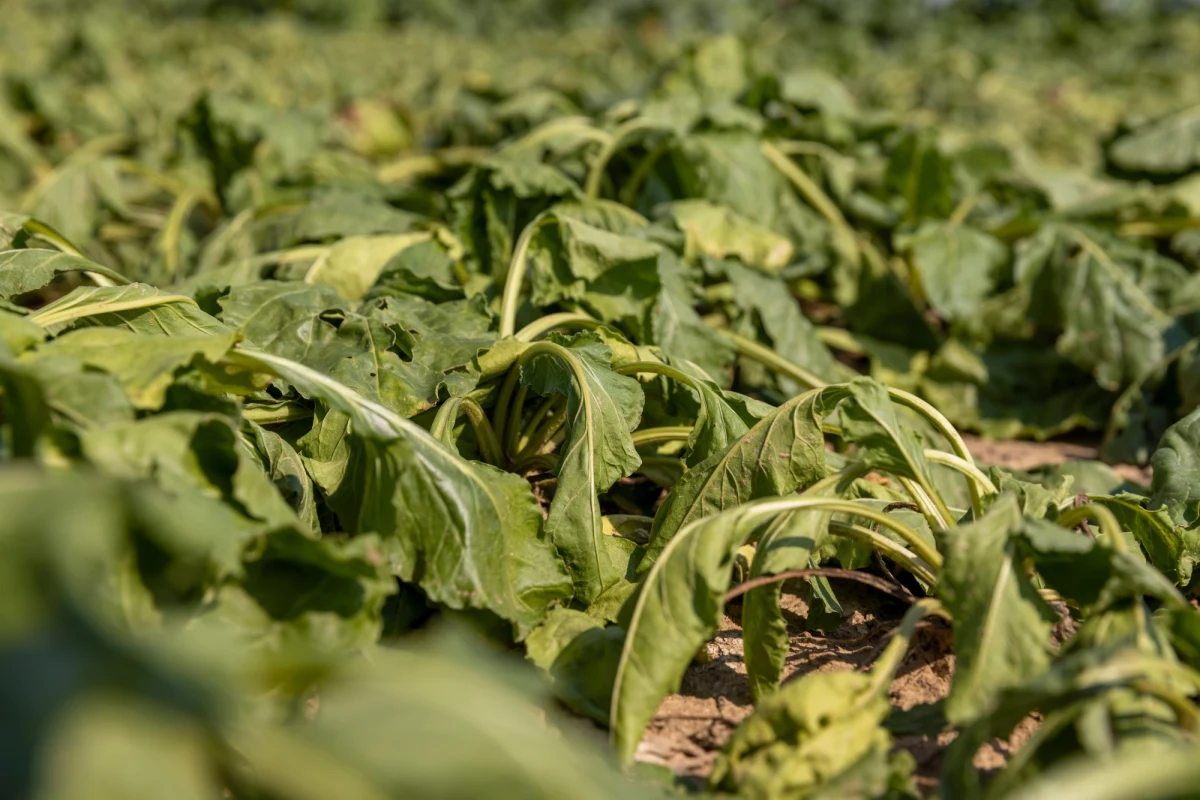 Susza występuje już niemal w całej Polsce. Jak informuje Instytut Uprawy Nawożenia i Gleboznawstwa, niedobór wody dotyka przede wszystkim upraw zbóż, truskawek, krzewów i drzew owocowych oraz rzepaku. Na Pomorzu najgorzej jest w powiatach: puckim, wejherowskim i kartuskim, czyli na Kaszubach. Gminy apelują do mieszkańców o oszczędne korzystanie z wody.