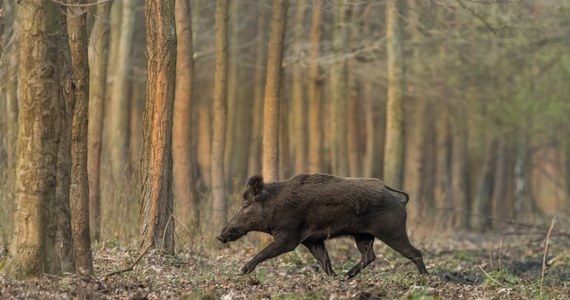 W Gdańsku odnotowano pierwszy przypadek ASF (afrykańskiego pomoru świń) u dzika. Choroba nie jest groźna dla ludzi - uspokajają urzędnicy. Wczoraj RMF FM informowało o pierwszym przypadku ASF w Zadębcach na Lubelszczyźnie.