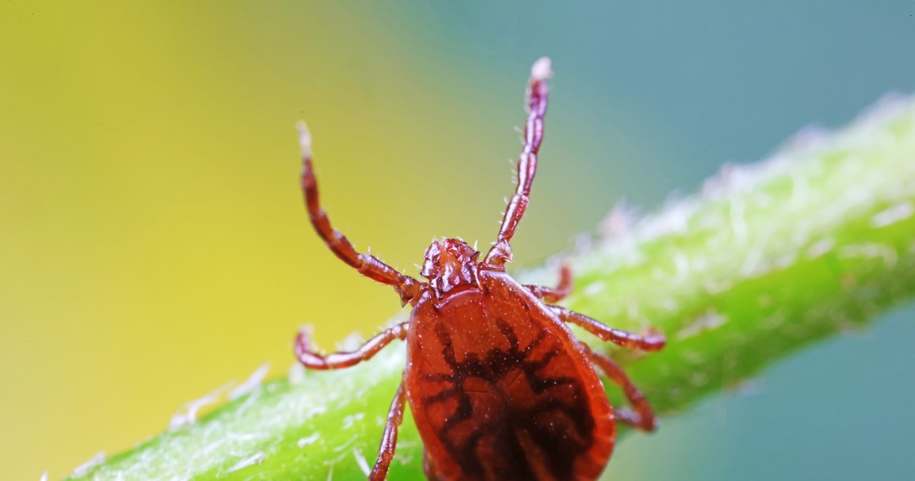  Co zjada kleszcze? Kleszcze też mają naturalnych wrogów