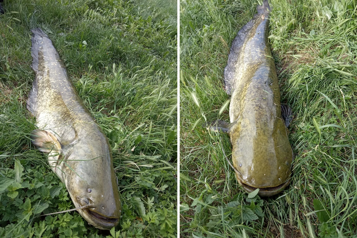 Miał 37 kilo i 187 centymetrów długości. Suma giganta złowił pan Mariusz. Imponujący okaz został zmierzony, zważony i wypuszczony na wolność - powiedział RMF FM mieszkaniec Podkarpacia. 