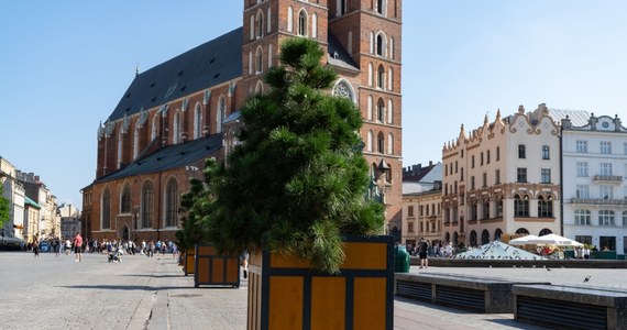 Specjaliści z Politechniki Krakowskiej mają przygotować projekt aranżacji zieleni na płycie Rynku Głównego w Krakowie. Wskażą też, ile drzew i jakich gatunków można zasadzić. Wiceprezydent Krakowa Stanisław Mazur podkreślił, że to miejsce wyjątkowe i wymaga wyjątkowego podejścia.  