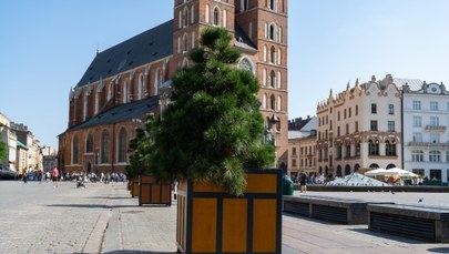 Więcej drzew na Rynku Głównym? Specjaliści z Politechniki Krakowskiej przygotują projekt  