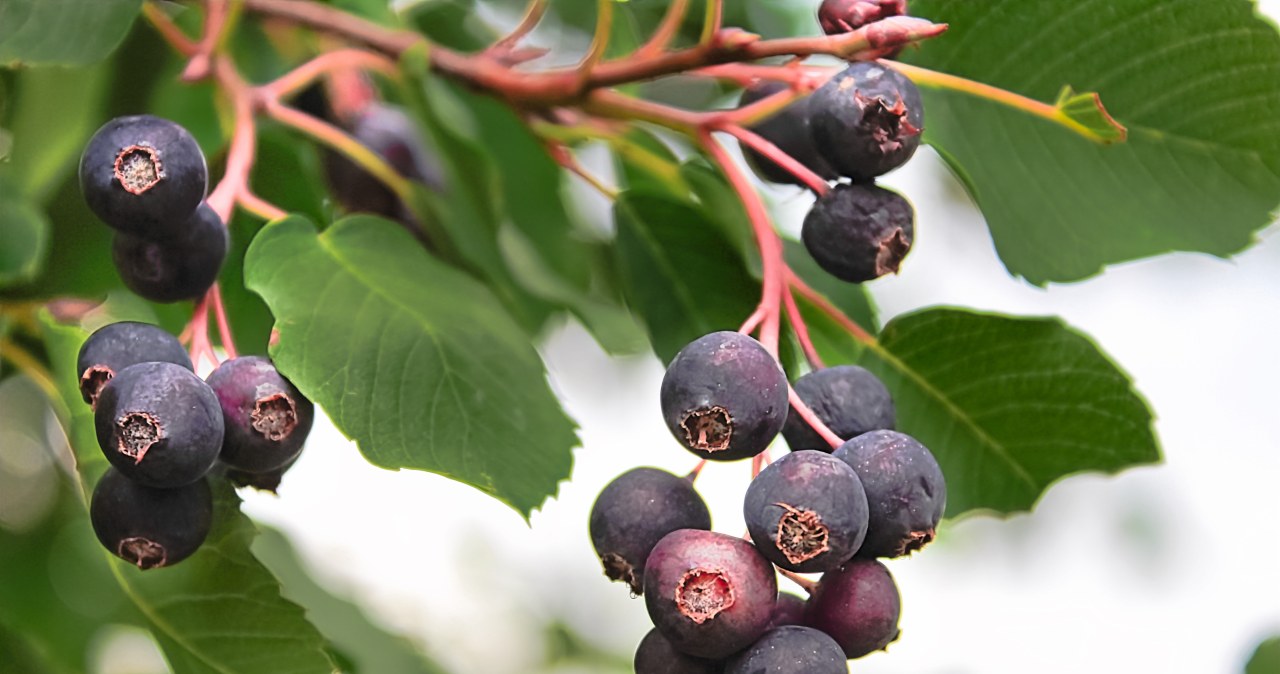 Przypomina borówkę amerykańską, a jest dużo łatwiejsza w uprawie. Jak o nią dbać?