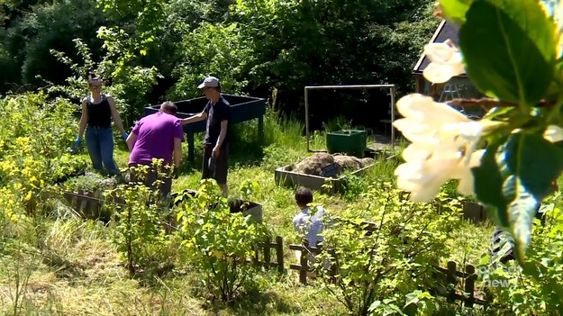 Gabinet terapeutyczny pod chmurką. Powstał w leśnej głuszy na Pomorzu i nazwano go Ogrodem bez pośpiechu. To miejsce zachęca do odstresowania i uspokojenia w naturze. O tym jak terapia między rabatkami zastępuję kozetkę - Adrianna Borowicz.