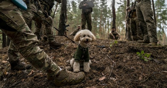 Wojna nigdy się nie zmienia. Zmieniają się jednak obrazy wojny, a konflikt w Ukrainie jest być może najlepiej udokumentowanym w historii. Oto koszmar najbardziej krwawego konfliktu w Europie od czasów II wojny światowej. W jakości HD...